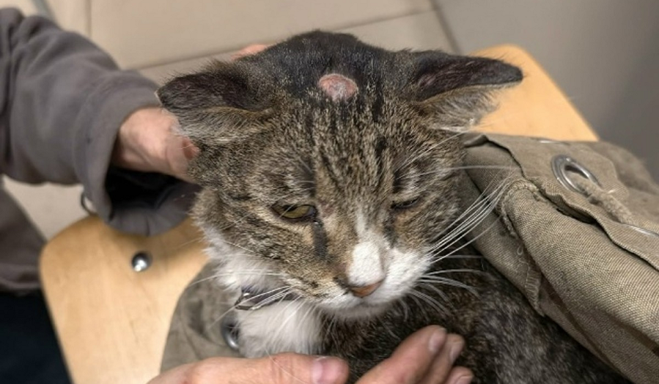 Полевского кота спасли из вентиляционной шахты многоэтажки